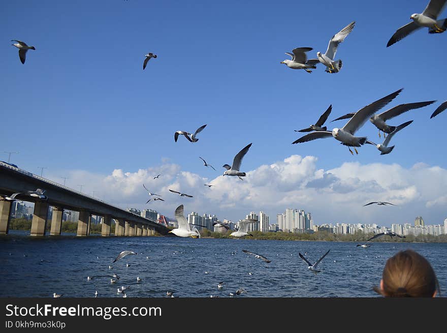 Flock Of Seagulls