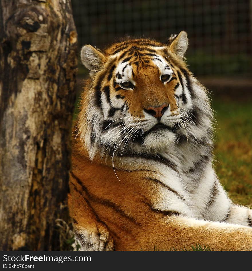 Head study of the Siberian Tiger