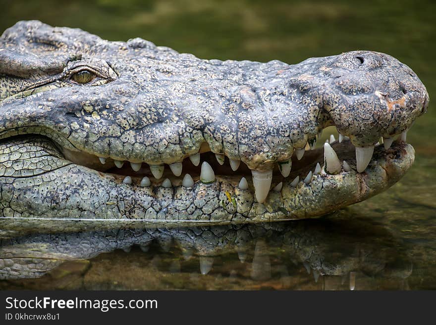 Crocodile in National park of Kenya, Africa