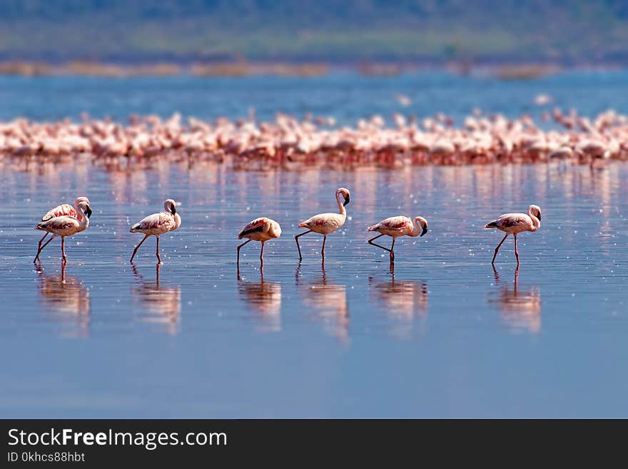 Flock of flamingos wading in the shallow lagoon water