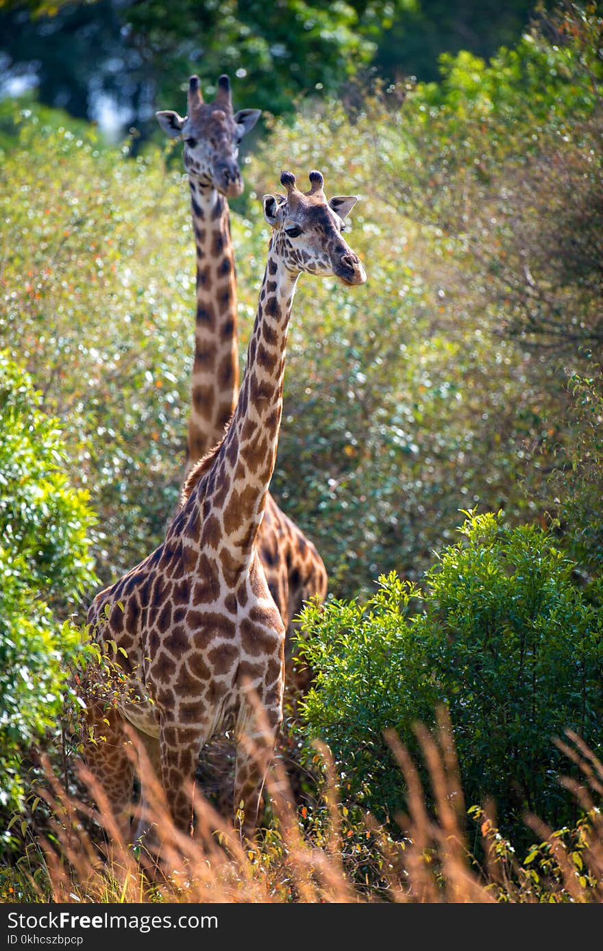 Giraffe in National park of Kenya, Africa