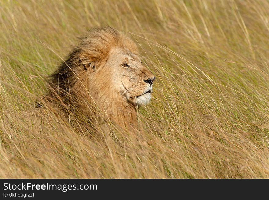 Close lion male in National park of Kenya, Africa