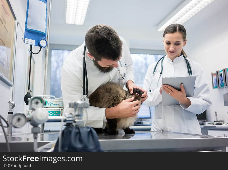 Vet Doctors examining cat patient with stethoscope in their animal clinic