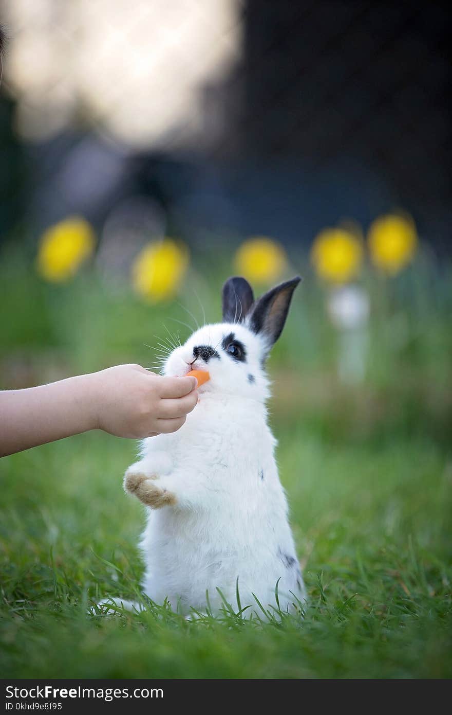 Child hand feeding little white rabbit in garden