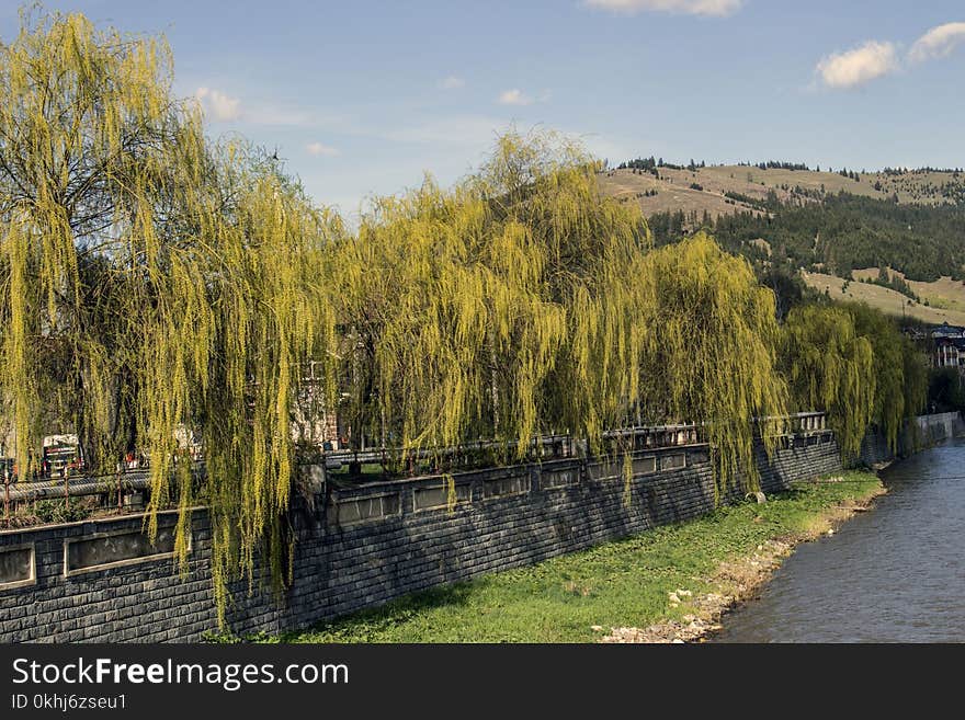 Willows along the bistrita river, Vatra Dornei