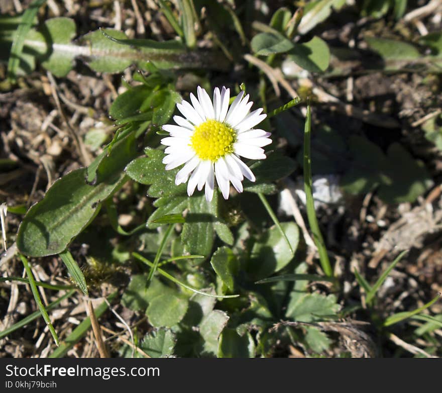 Chamomile Enjoying The Sun`s Rays