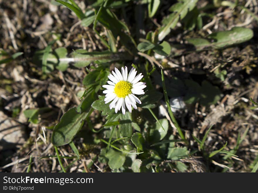 Chamomile enjoying the sun`s rays