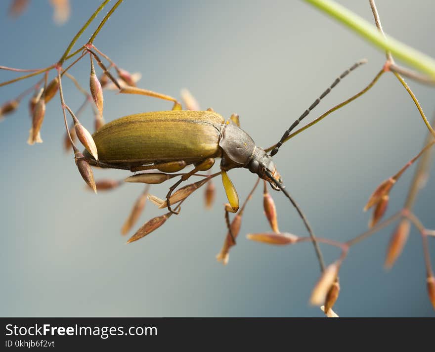 Macro photo of a Cteniopus sulphureus on plant.