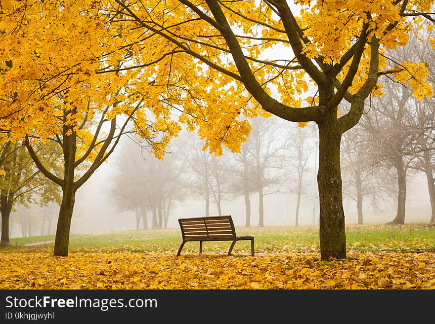Horizontal fall background with trees and orange leaves in foggy park with solitary bench. Horizontal fall background with trees and orange leaves in foggy park with solitary bench