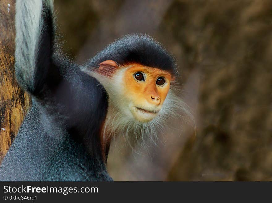 Portrait of the red-shanked douc langur.