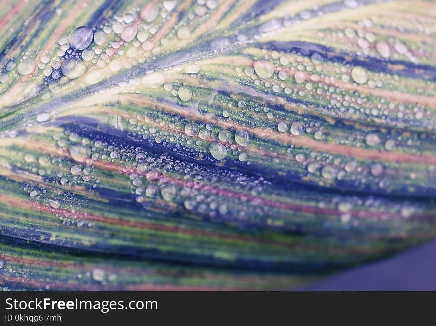 Macro photo of a leaf with water on it. Macro photo of a leaf with water on it