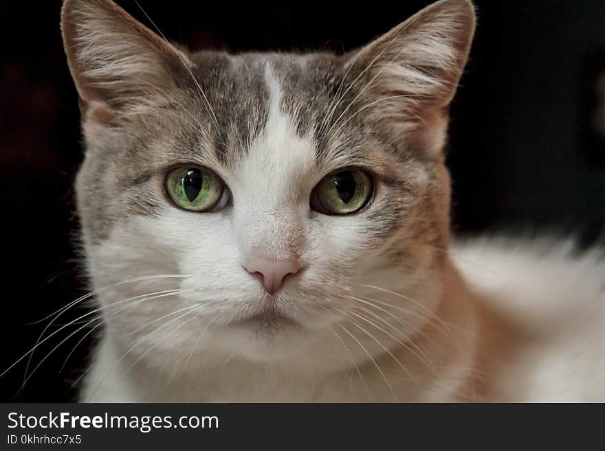 Close-Up Photography of Cat