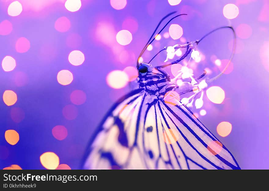 Macro Photography of Butterfly Near Lights