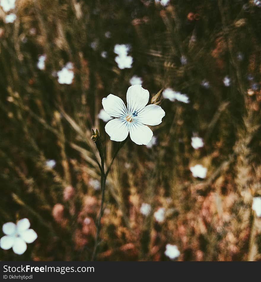 White Petaled Flower in Closeup Photo