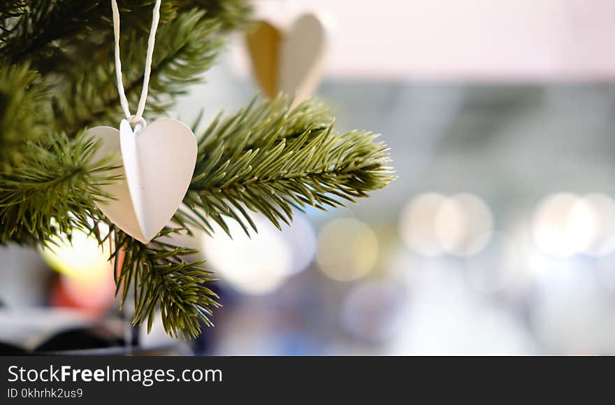 Close-up Photography of Heart Strings Hanging on Pine Tree