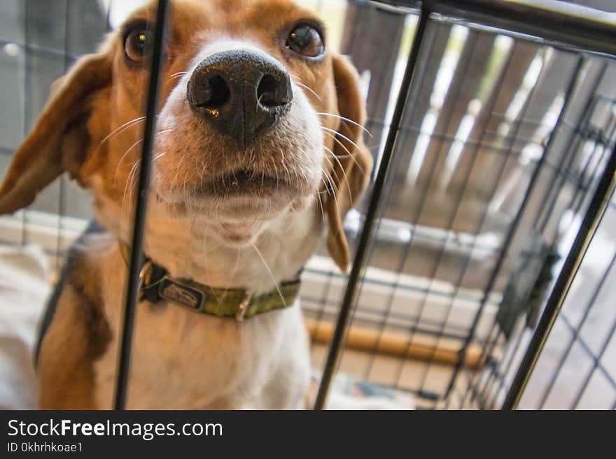 Adult Tricolor Beagle