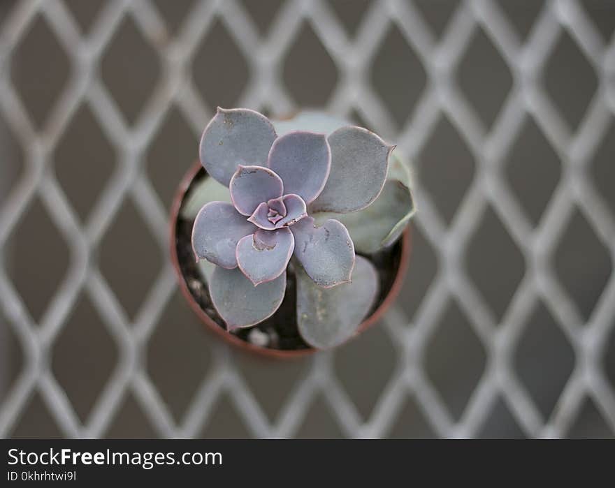 Close-up Photography of Succulent Plant