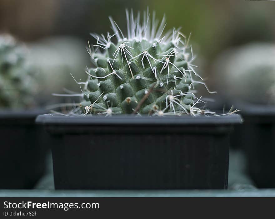 Selective Focus Photograph of Cactus Plant on Black Pot