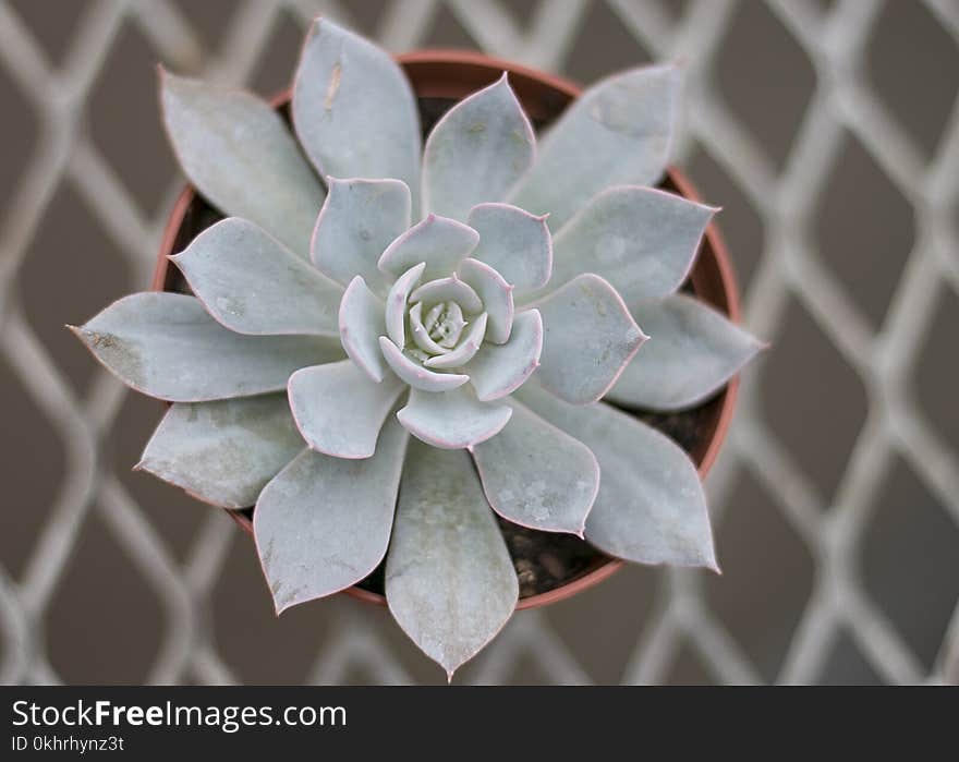 Close-up Photography of Succulent Plant