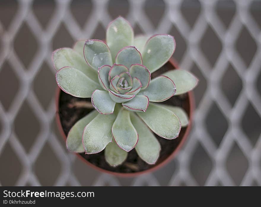 Close-up Photography of Succulent Plant