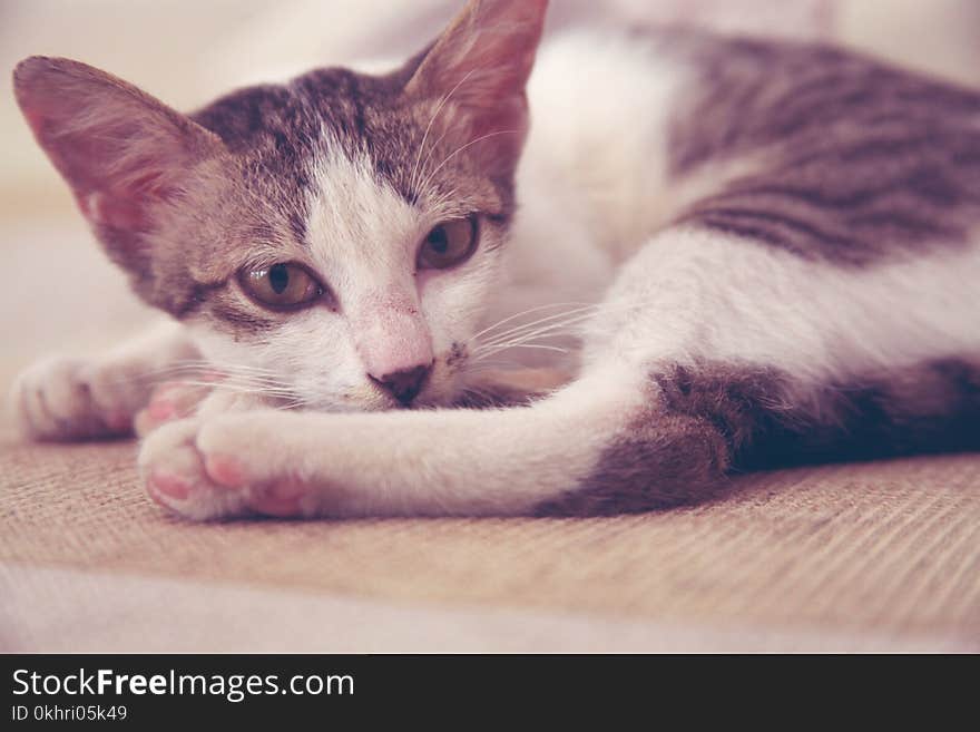 Tabby Cat Lying on Bed