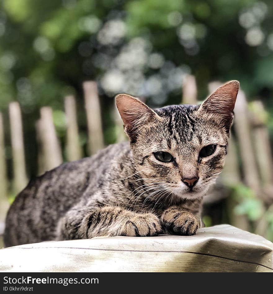 Close-Up Photography of Tabby Cat