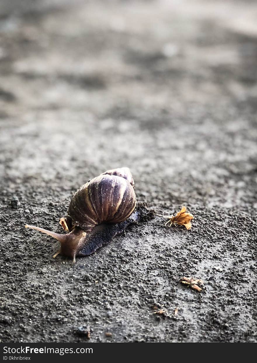 Close-Up photography of Snail