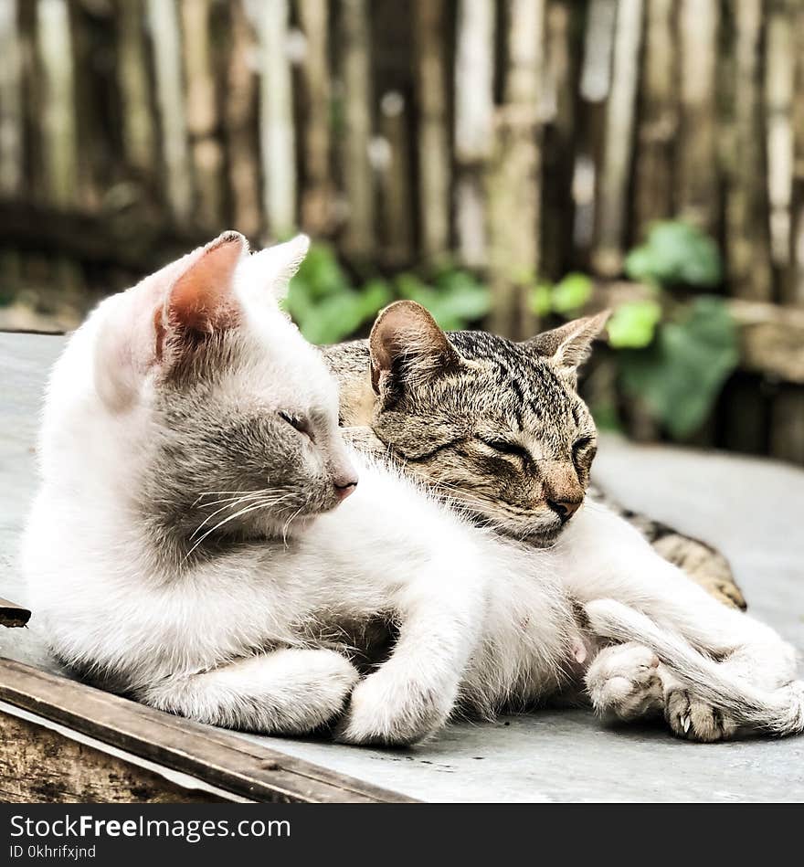 Close-Up Photography of Tabby Cats Laying