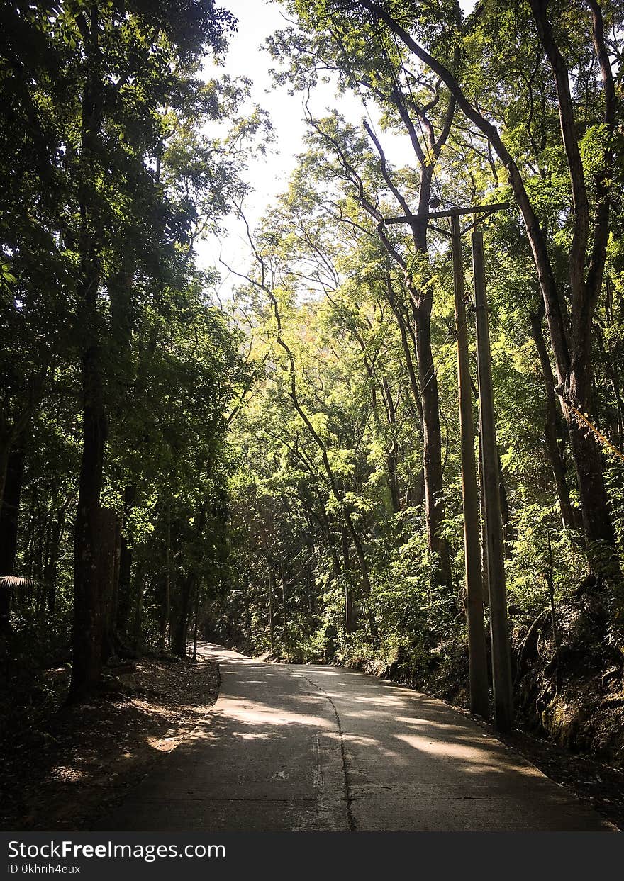 Photography of Roadway Surrounded By Trees