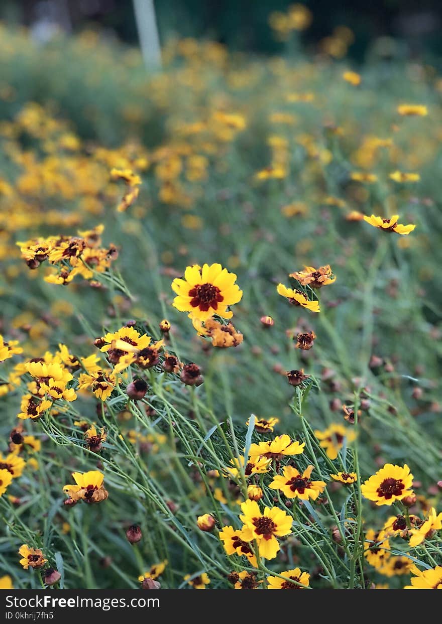 Close-Up Photography of Yellow Flowers