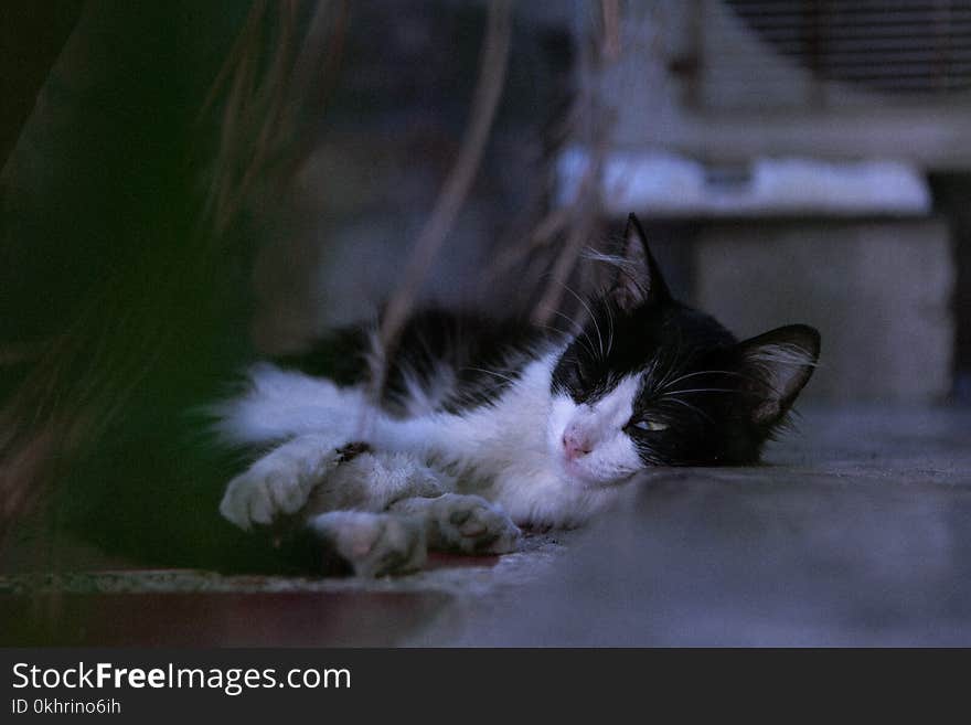 Close-Up Photography of Sleeping Cat