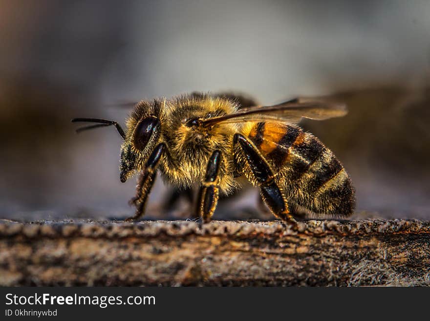 Honey Bee on Wood