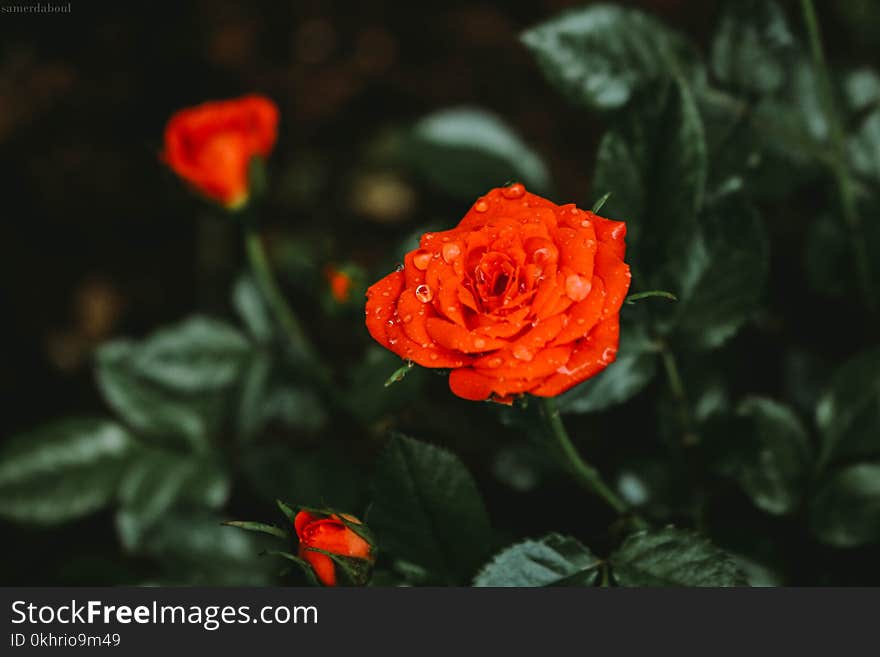 Close-Up Photography of Wet Flower