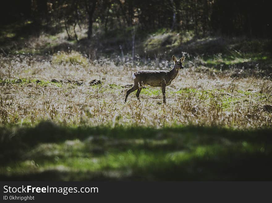Photography of Deer in the Field
