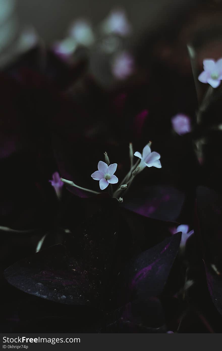 White Flowers Selective-focus Photography