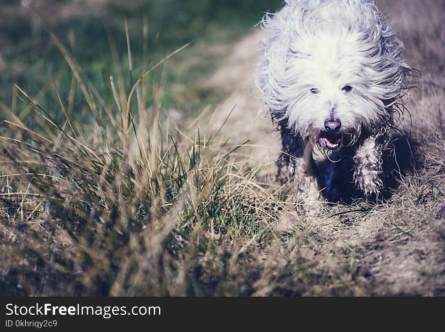 Photography of Dog in the Field