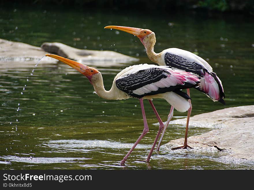 Close-Up Photography of Birds Drinking Water