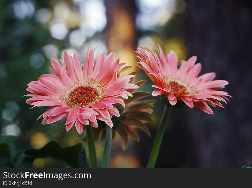 Pink Sunflower