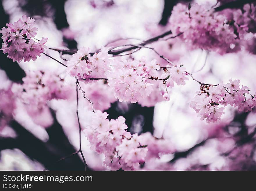 Pink Petaled Flowers