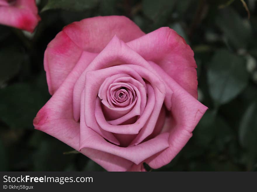 Close Up Photography of Pink Rose Flower