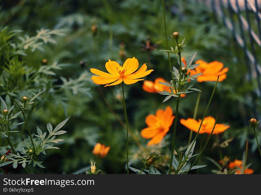 Selective Focus Photography of Orange Sunroot Flowers