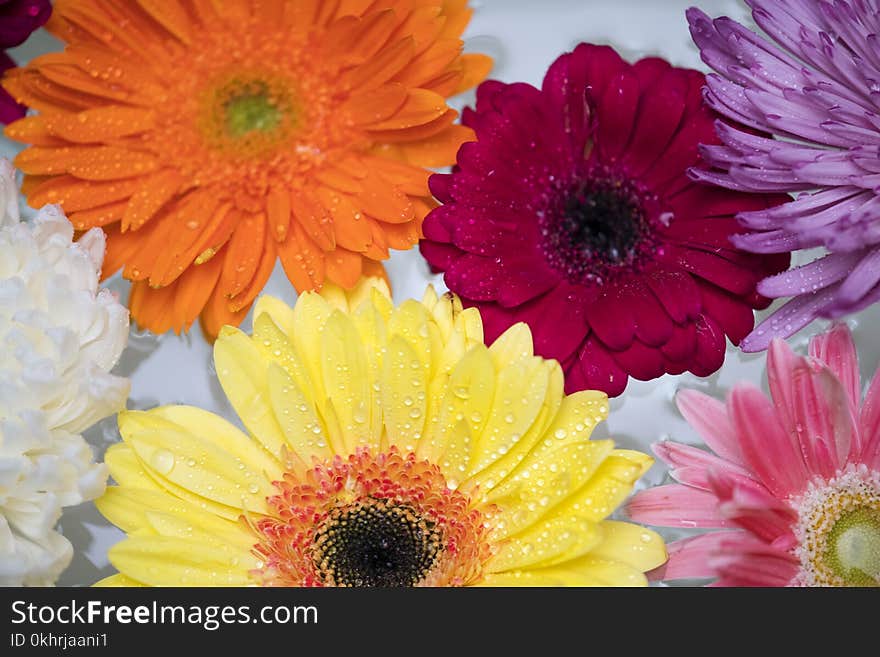 Macro Photography of Flowers