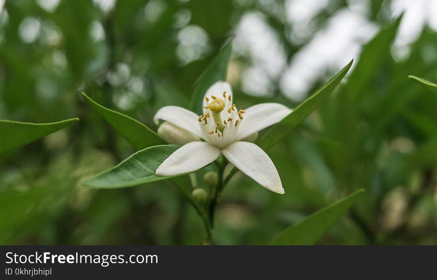 White Jasmine Flower Selective-focus Photo