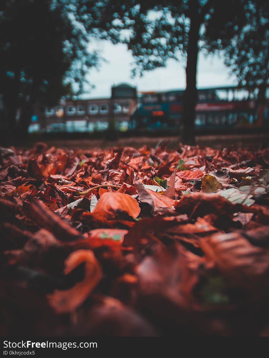 Selective Focus Photography of Dried Leaves