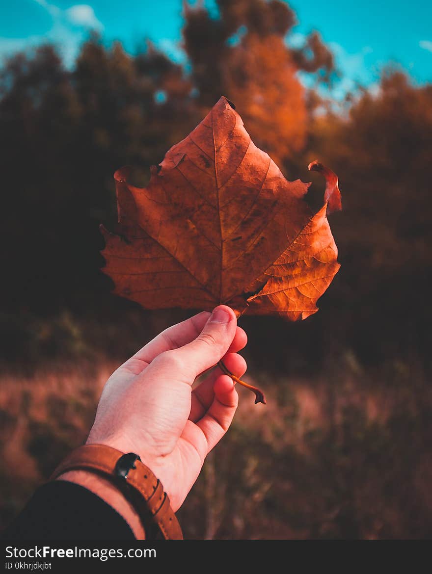 Person Holding Brown Dried Leaf