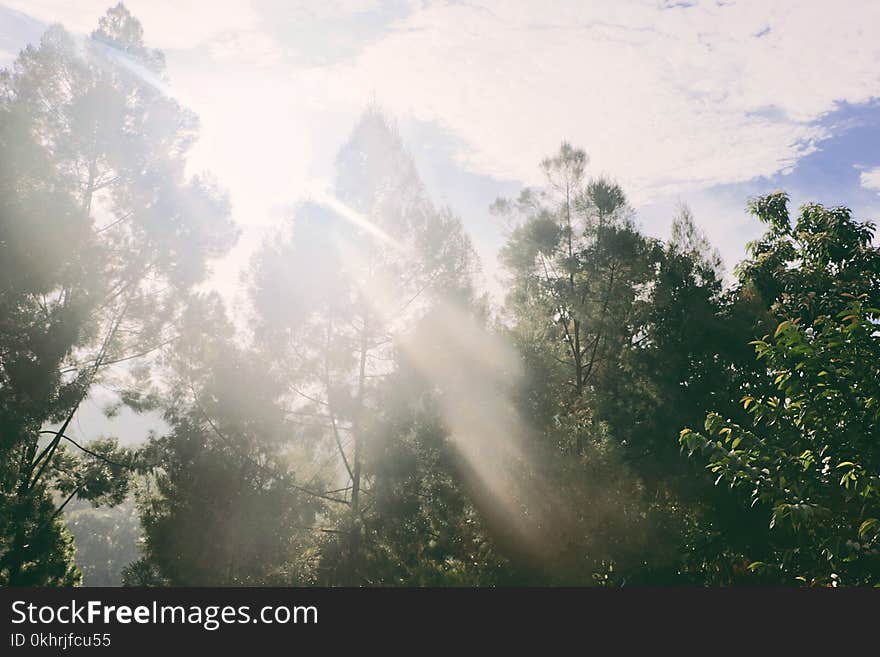 Tall Trees Sunder Blue and White Sky