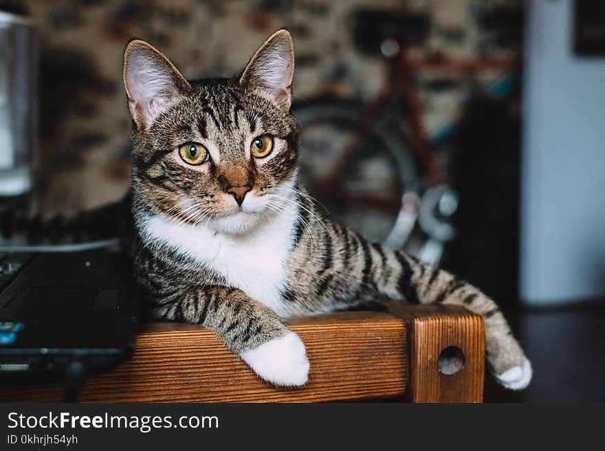 Silver Tabby Cat Lying on Brown Wooden Bench