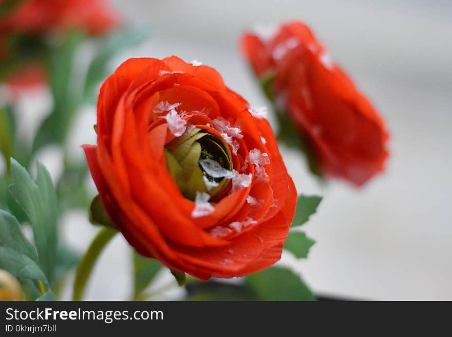 Red Peonies Selective-focus Photo