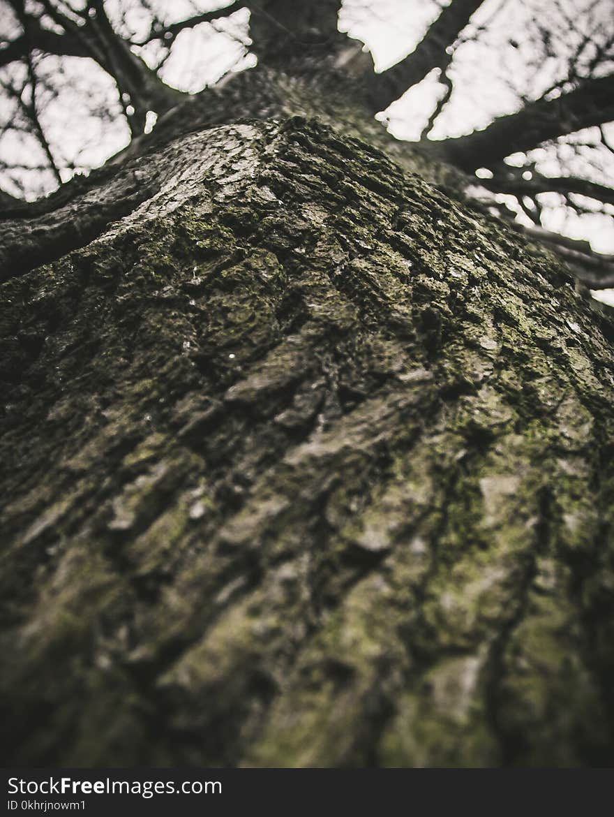 Low-angle Photo of Gray Tree Under White Clouds