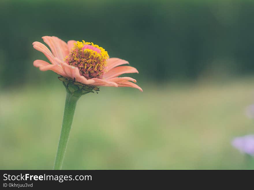 Shallow Focus Photo of Pink Flower